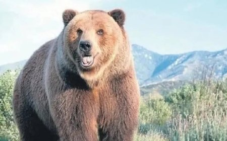 Rüyada Ayı Görmek Ne Anlama Geliyor? Ulemadan Derinlemesine Yorumlar