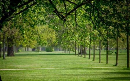 Rüyada Bağ ve Bahçe Görmek Ne Anlama Geliyor? İslami Rüya Tabirlerine Göre Derin Yorumlar