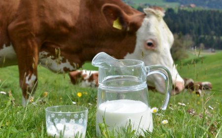 İnek Sütüne 3 Yaşa Kadar Fren: Uzmanlar Alerji ve Beslenme Risklerine Karşı Uyarıyor